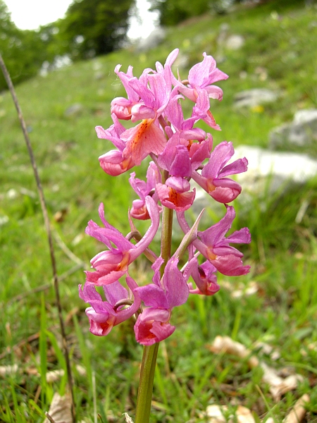 Orchis colemanii - variazioni cromatiche